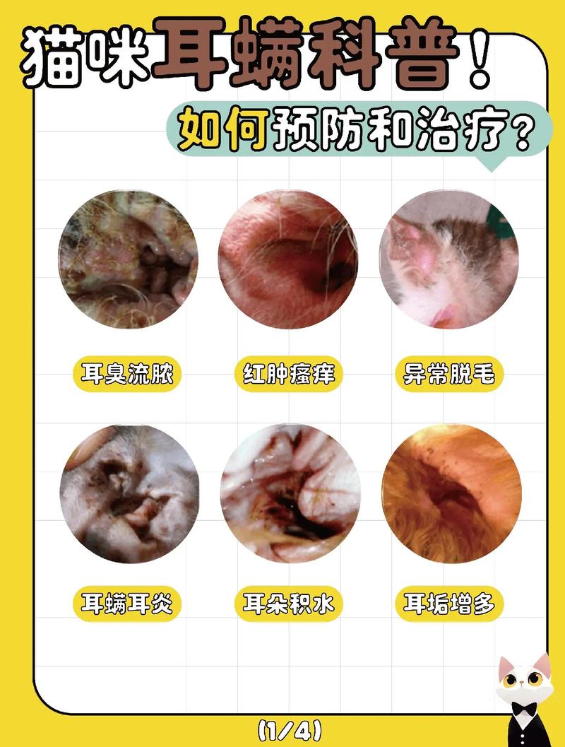 猫咪耳螨是怎么引起的,猫咪耳螨用什么药便宜又好用?-第5张图片-后鲨宠物 猫咪耳螨是怎么引起的,猫咪耳螨用什么药便宜又好用?-第5张图片-后鲨宠物