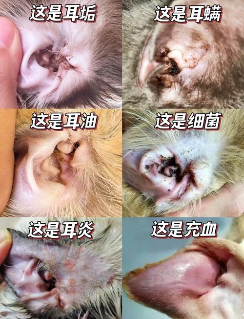 猫咪耳螨是怎么引起的,猫咪耳螨用什么药便宜又好用?-第6张图片-后鲨宠物 猫咪耳螨是怎么引起的,猫咪耳螨用什么药便宜又好用?-第6张图片-后鲨宠物