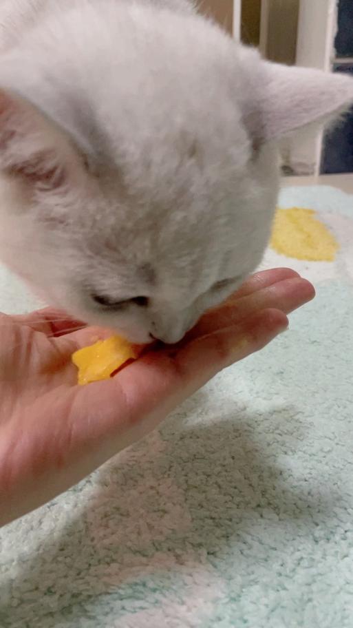 猫咪可以吃芒果吗,猫咪可以吃芒果吗为什么?-第4张图片-后鲨宠物 猫咪可以吃芒果吗,猫咪可以吃芒果吗为什么?-第4张图片-后鲨宠物