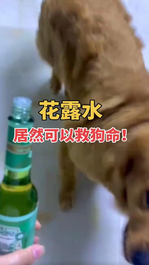 狗狗可以用花露水吗,狗狗可以用花露水吗会中毒吗?-第4张图片-后鲨宠物 狗狗可以用花露水吗,狗狗可以用花露水吗会中毒吗?-第4张图片-后鲨宠物