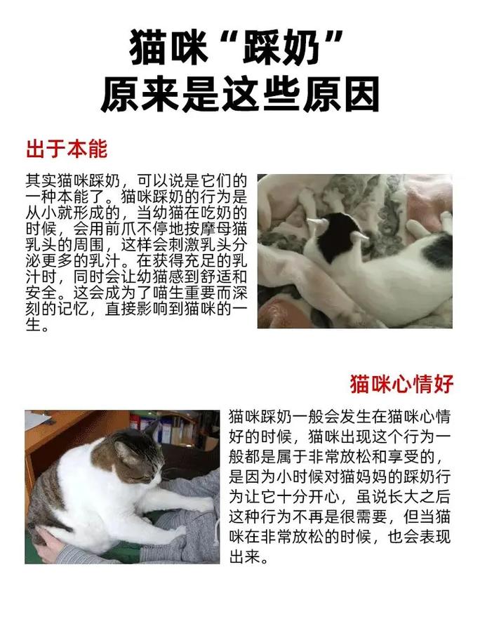 猫咪踩奶怎么办,猫踩奶是怎么了?-第3张图片-后鲨宠物 猫咪踩奶怎么办,猫踩奶是怎么了?-第3张图片-后鲨宠物