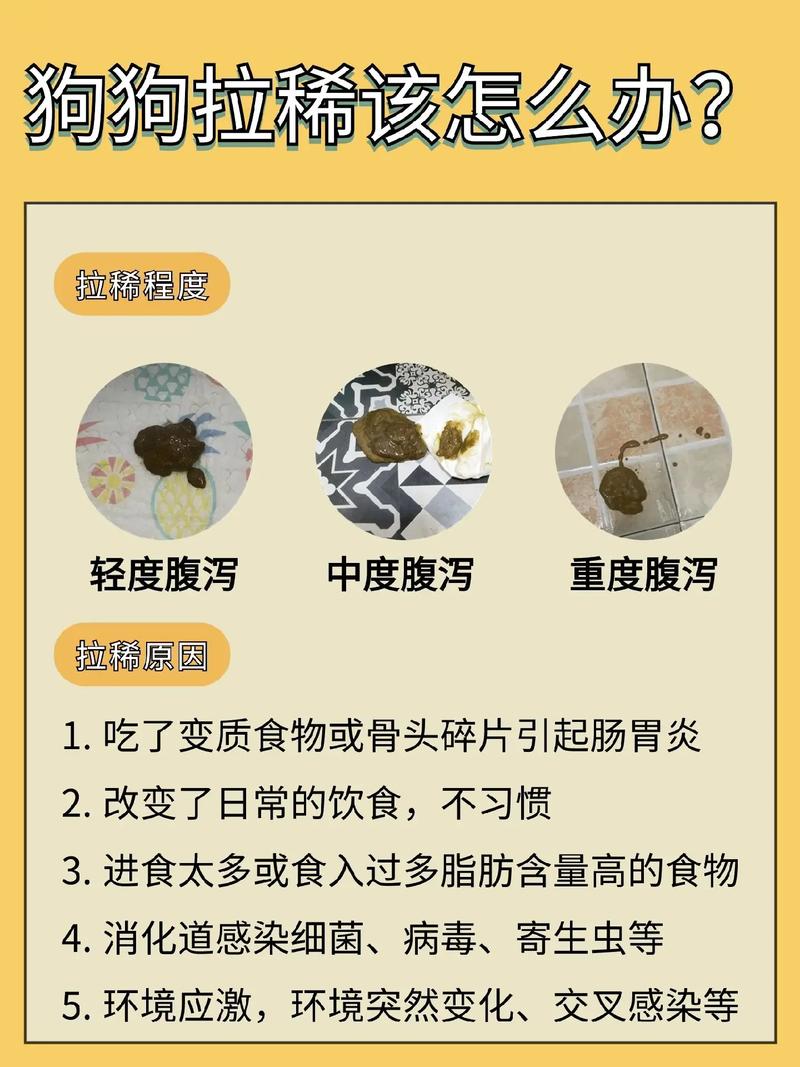 三个月大的狗狗拉稀怎么办_3个月的狗狗拉稀怎么办-第4张图片-后鲨宠物 三个月大的狗狗拉稀怎么办_3个月的狗狗拉稀怎么办-第4张图片-后鲨宠物