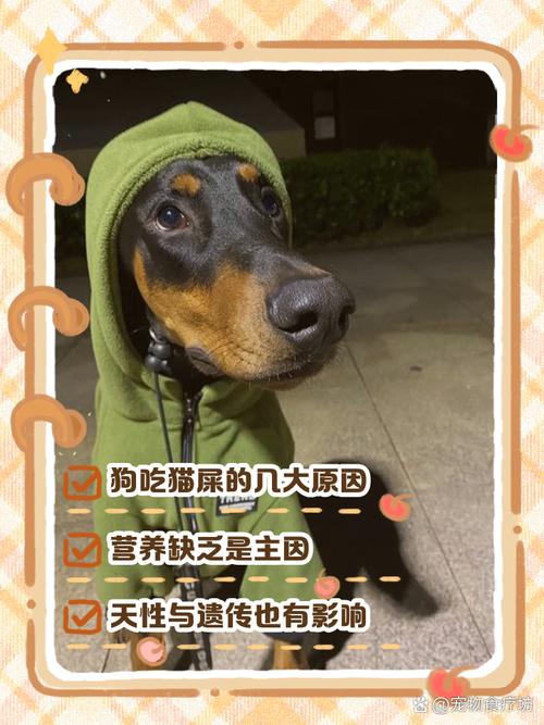 狗狗吃猫屎是怎么回事,宠物狗吃猫屎怎么回事?-第1张图片-后鲨宠物 狗狗吃猫屎是怎么回事,宠物狗吃猫屎怎么回事?-第1张图片-后鲨宠物