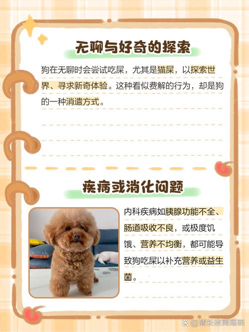 狗狗吃猫屎是怎么回事,宠物狗吃猫屎怎么回事?-第3张图片-后鲨宠物 狗狗吃猫屎是怎么回事,宠物狗吃猫屎怎么回事?-第3张图片-后鲨宠物