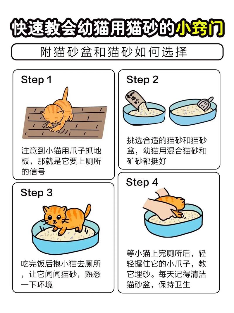 怎样教猫咪用猫砂,如何教猫咪用猫砂-第4张图片-后鲨宠物 怎样教猫咪用猫砂,如何教猫咪用猫砂-第4张图片-后鲨宠物