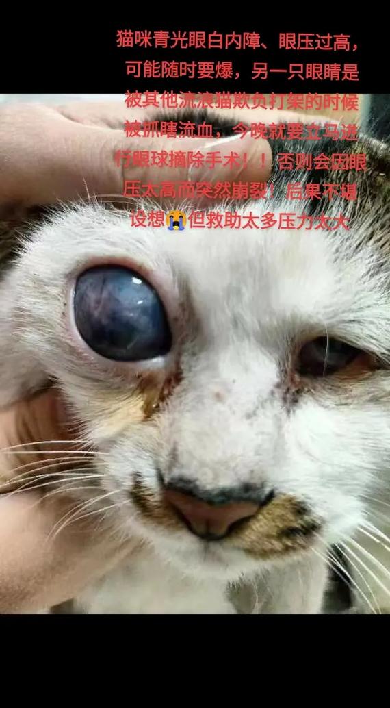 猫咪青光眼怎么治疗_猫咪青光眼治疗费用-第5张图片-后鲨宠物 猫咪青光眼怎么治疗_猫咪青光眼治疗费用-第5张图片-后鲨宠物