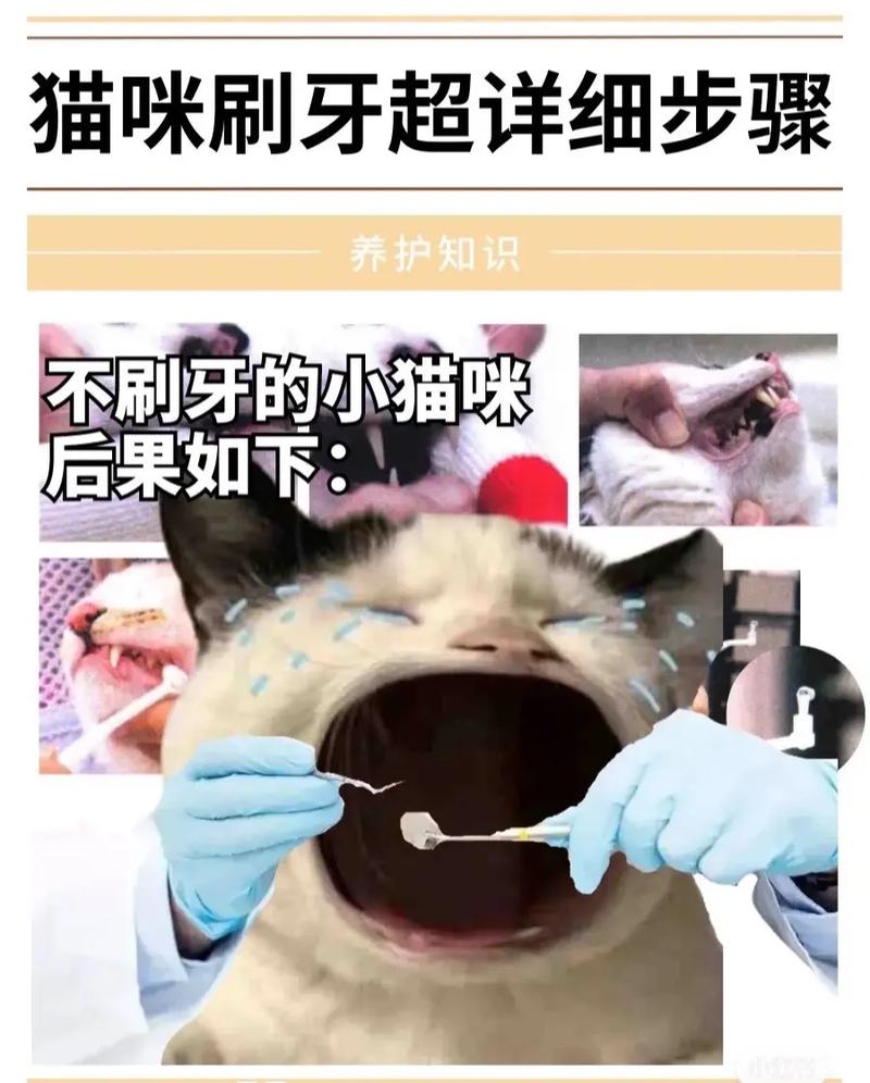 猫咪多大开始刷牙,猫咪多大的时候刷牙?-第4张图片-后鲨宠物 猫咪多大开始刷牙,猫咪多大的时候刷牙?-第4张图片-后鲨宠物