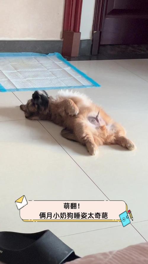 狗狗每天睡多久,狗狗每天睡多久觉?-第3张图片-后鲨宠物 狗狗每天睡多久,狗狗每天睡多久觉?-第3张图片-后鲨宠物