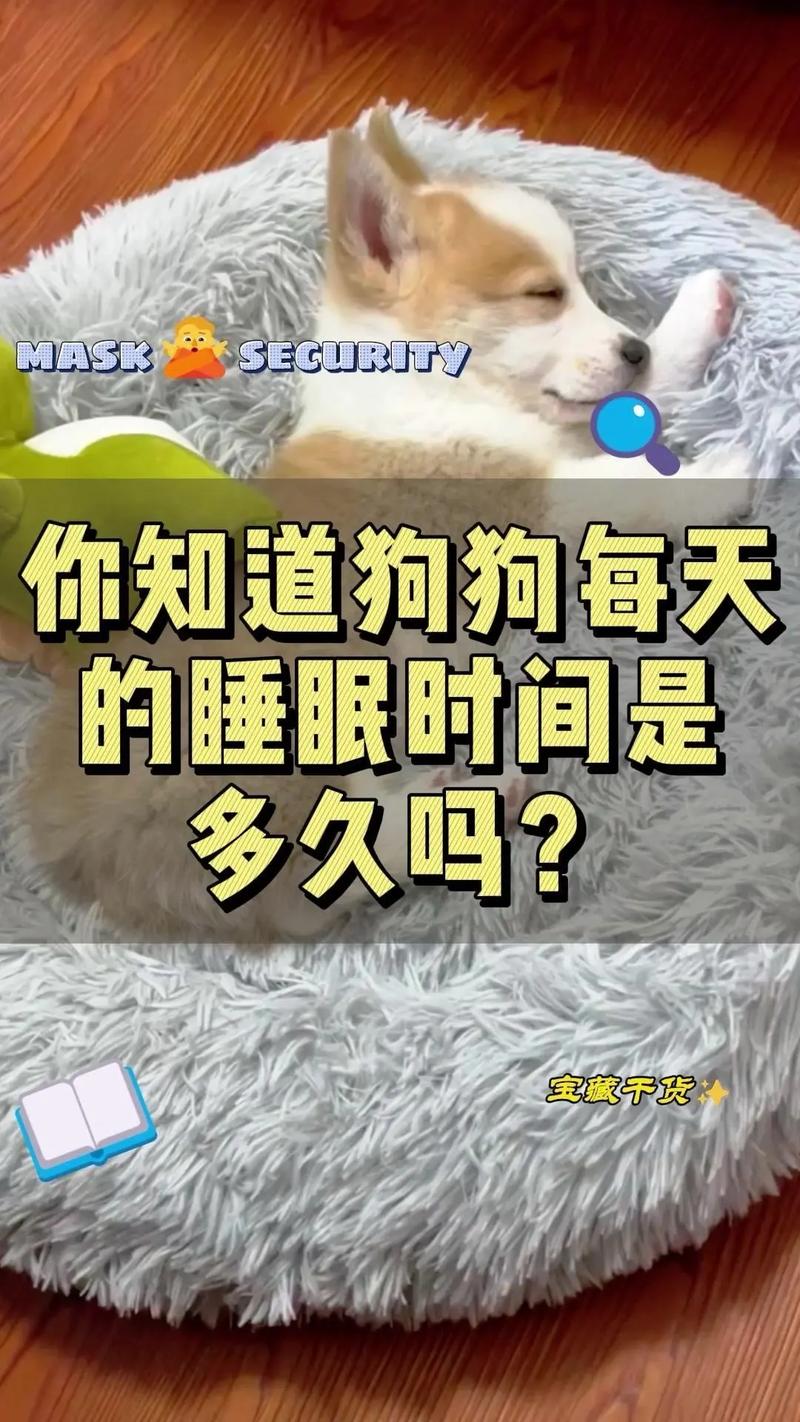 狗狗每天睡多久,狗狗每天睡多久觉?-第6张图片-后鲨宠物 狗狗每天睡多久,狗狗每天睡多久觉?-第6张图片-后鲨宠物