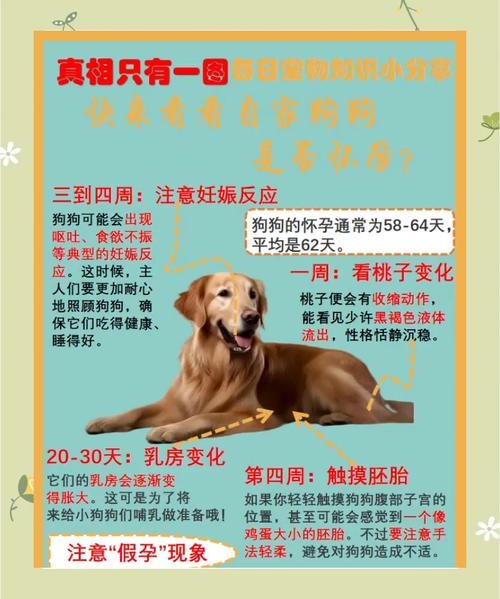  狗狗怀孕有什么表现，狗狗怀孕有什么表现就显示要生了-第1张图片-后鲨宠物