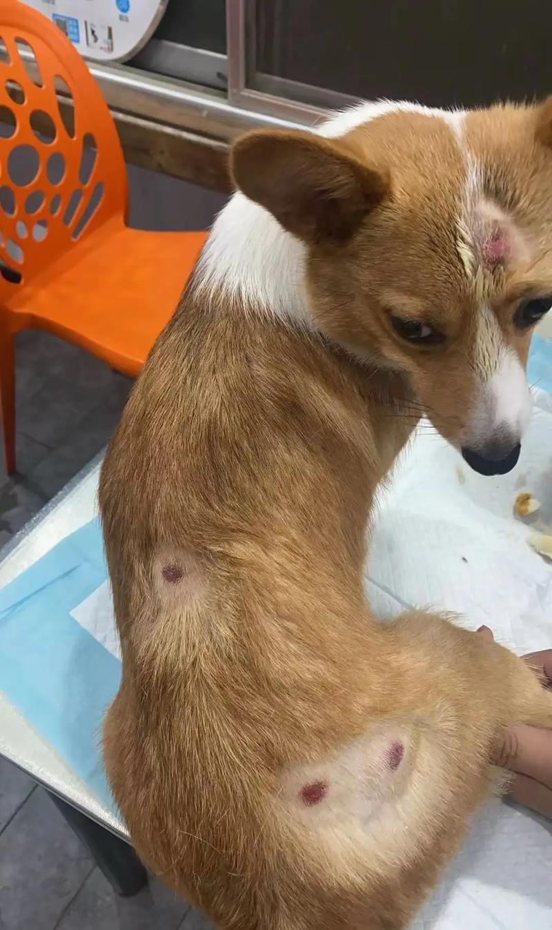 狗狗身上起皮屑怎么办，狗狗身上总起皮屑？-第3张图片-后鲨宠物