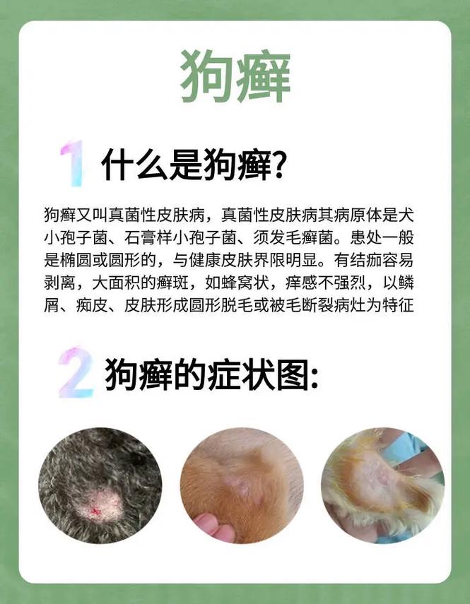 狗狗身上起皮屑怎么办，狗狗身上总起皮屑？-第5张图片-后鲨宠物