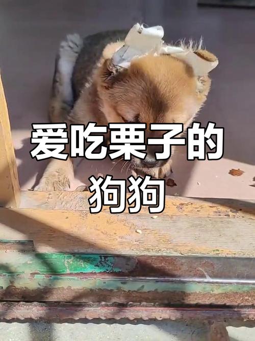 狗狗能吃栗子吗,狗狗能不能吃栗子?-第5张图片-后鲨宠物 狗狗能吃栗子吗,狗狗能不能吃栗子?-第5张图片-后鲨宠物