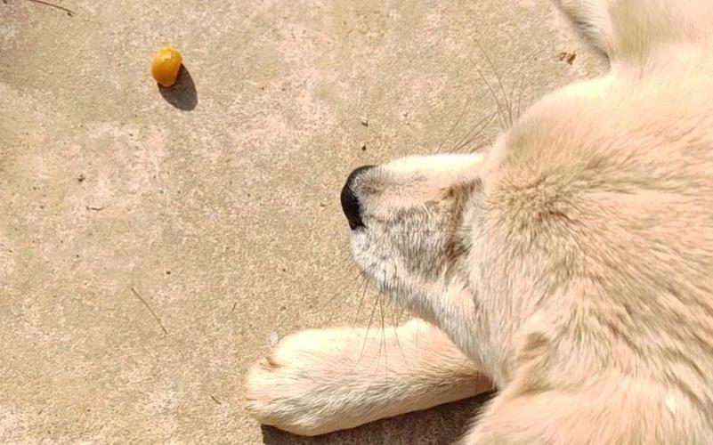 狗狗能吃栗子吗,狗狗能不能吃栗子?-第6张图片-后鲨宠物 狗狗能吃栗子吗,狗狗能不能吃栗子?-第6张图片-后鲨宠物