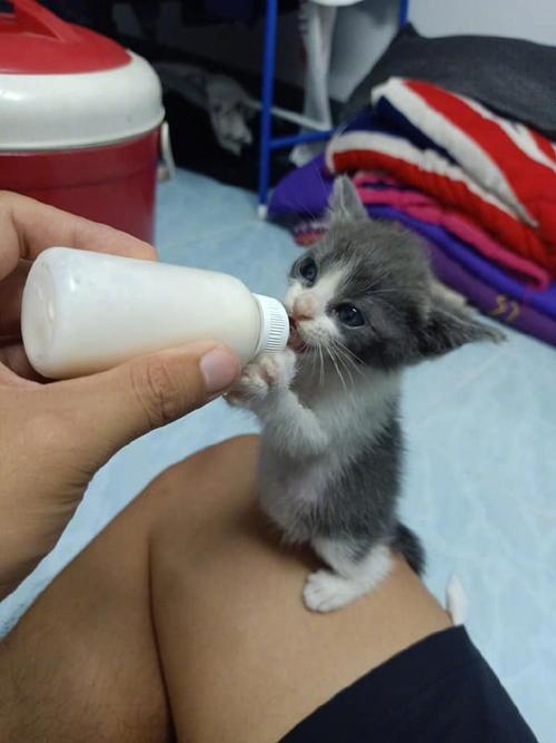 猫咪能吃牛奶吗_猫咪可以吃牛奶么-第3张图片-后鲨宠物 猫咪能吃牛奶吗_猫咪可以吃牛奶么-第3张图片-后鲨宠物