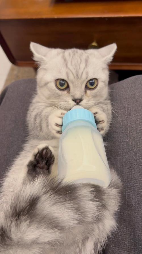 猫咪能吃牛奶吗_猫咪可以吃牛奶么-第6张图片-后鲨宠物 猫咪能吃牛奶吗_猫咪可以吃牛奶么-第6张图片-后鲨宠物