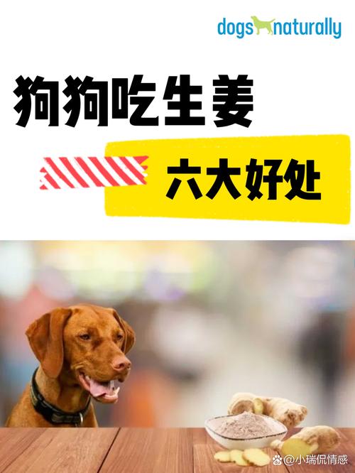 狗狗可以吃姜吗_狗狗可以吃姜吗辣的-第2张图片-后鲨宠物 狗狗可以吃姜吗_狗狗可以吃姜吗辣的-第2张图片-后鲨宠物