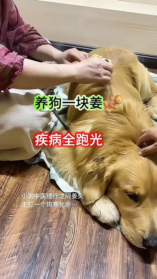 狗狗可以吃姜吗_狗狗可以吃姜吗辣的-第4张图片-后鲨宠物 狗狗可以吃姜吗_狗狗可以吃姜吗辣的-第4张图片-后鲨宠物