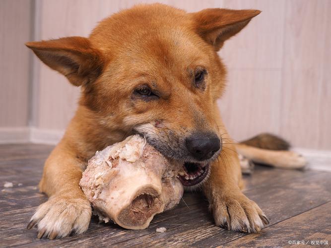 狗狗可以吃姜吗_狗狗可以吃姜吗辣的-第5张图片-后鲨宠物 狗狗可以吃姜吗_狗狗可以吃姜吗辣的-第5张图片-后鲨宠物