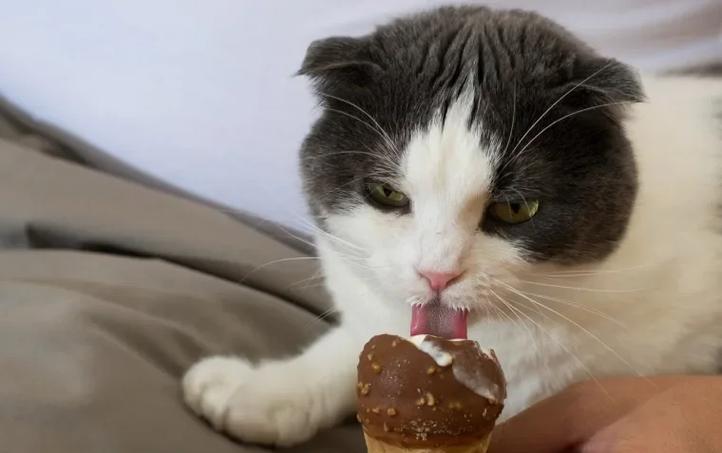 猫咪能吃巧克力吗_狗和猫为什么不能吃巧克力-第3张图片-后鲨宠物