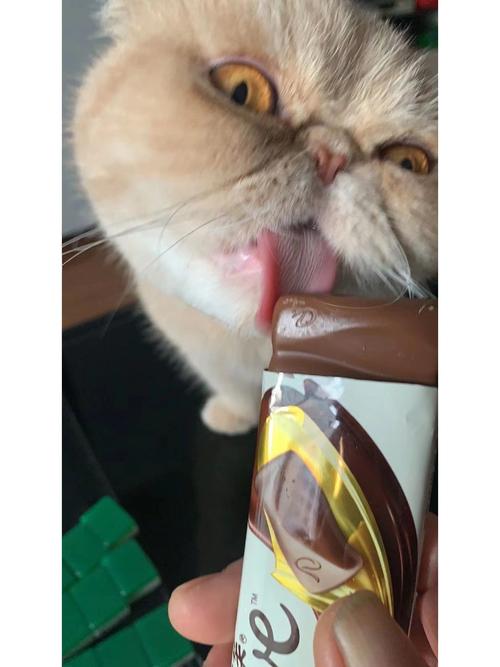 猫咪能吃巧克力吗_狗和猫为什么不能吃巧克力-第2张图片-后鲨宠物