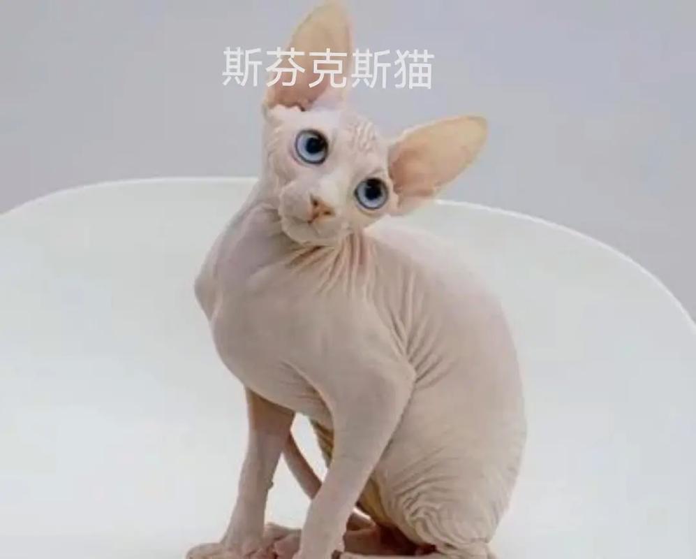 猫咪能吃巧克力吗_狗和猫为什么不能吃巧克力-第4张图片-后鲨宠物