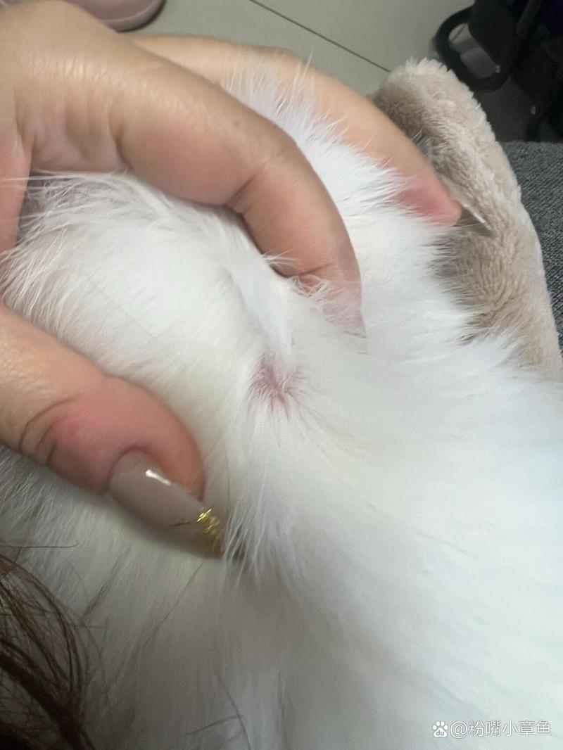 猫咪后颈皮下有个肿块,猫咪后颈皮下有个肿块图片-第3张图片-后鲨宠物 猫咪后颈皮下有个肿块,猫咪后颈皮下有个肿块图片-第3张图片-后鲨宠物