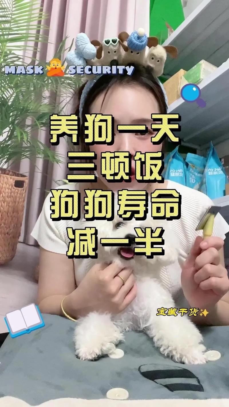 狗狗可以吃饭吗,狗狗不吃饭的5个原因?-第1张图片-后鲨宠物 狗狗可以吃饭吗,狗狗不吃饭的5个原因?-第1张图片-后鲨宠物