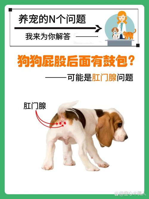 狗狗肛门腺是什么,狗狗肛门腺是什么味道?-第4张图片-后鲨宠物 狗狗肛门腺是什么,狗狗肛门腺是什么味道?-第4张图片-后鲨宠物