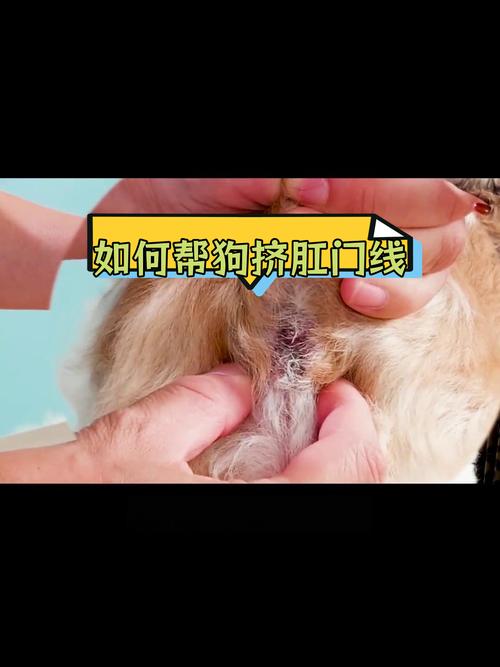 狗狗肛门腺是什么,狗狗肛门腺是什么味道?-第5张图片-后鲨宠物 狗狗肛门腺是什么,狗狗肛门腺是什么味道?-第5张图片-后鲨宠物
