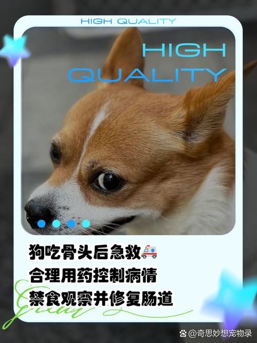 狗狗吃骨头拉血怎么办,狗狗吃骨头拉血治疗方法?-第6张图片-后鲨宠物 狗狗吃骨头拉血怎么办,狗狗吃骨头拉血治疗方法?-第6张图片-后鲨宠物