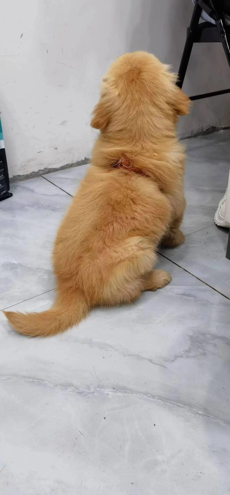 狗狗怀孕55天症状,狗狗怀孕55天症状大全?-第1张图片-后鲨宠物 狗狗怀孕55天症状,狗狗怀孕55天症状大全?-第1张图片-后鲨宠物