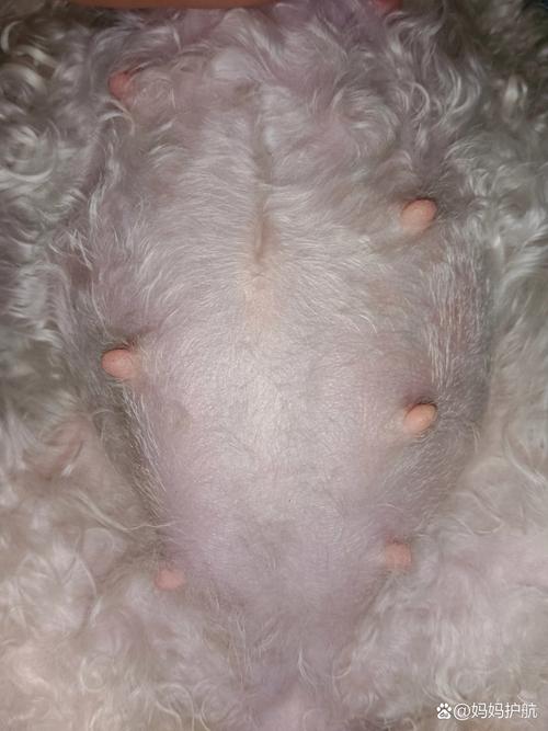 狗狗怀孕55天症状,狗狗怀孕55天症状大全?-第3张图片-后鲨宠物 狗狗怀孕55天症状,狗狗怀孕55天症状大全?-第3张图片-后鲨宠物