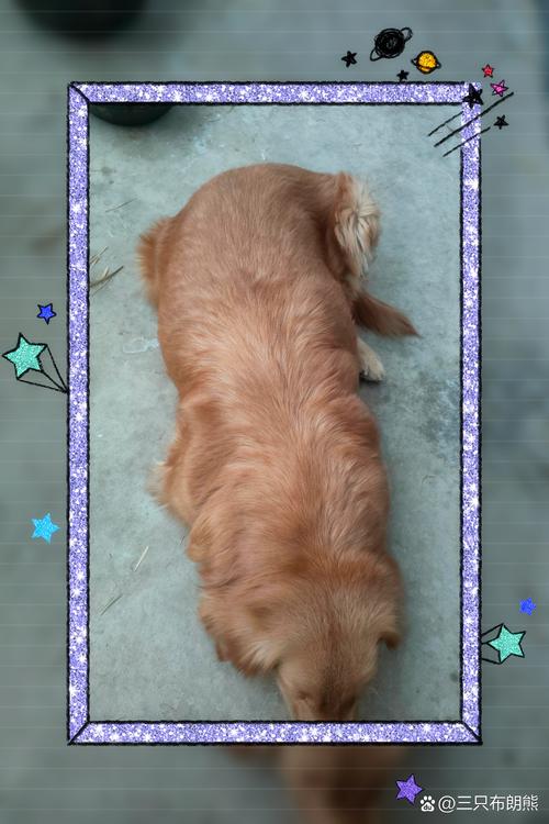 狗狗怀孕55天症状,狗狗怀孕55天症状大全?-第5张图片-后鲨宠物 狗狗怀孕55天症状,狗狗怀孕55天症状大全?-第5张图片-后鲨宠物