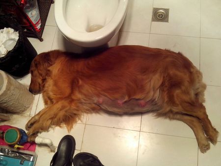 狗狗怀孕55天症状,狗狗怀孕55天症状大全?-第6张图片-后鲨宠物 狗狗怀孕55天症状,狗狗怀孕55天症状大全?-第6张图片-后鲨宠物