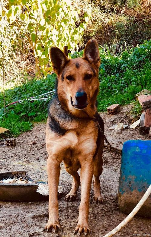 冬天狗狗怕冷吗_冬天狗狗怕不怕冷-第1张图片-后鲨宠物 冬天狗狗怕冷吗_冬天狗狗怕不怕冷-第1张图片-后鲨宠物