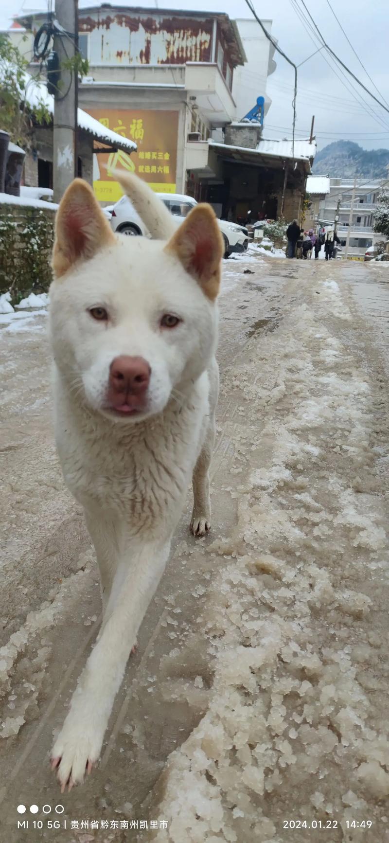 冬天狗狗怕冷吗_冬天狗狗怕不怕冷-第2张图片-后鲨宠物 冬天狗狗怕冷吗_冬天狗狗怕不怕冷-第2张图片-后鲨宠物
