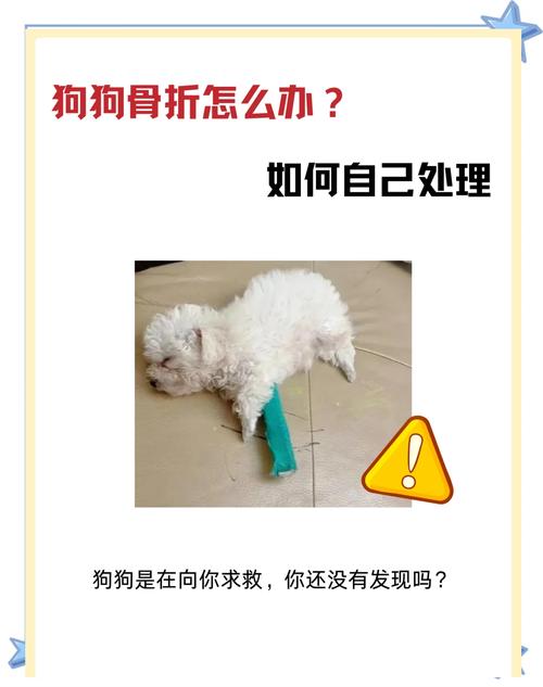 狗狗骨折怎么办_狗狗骨折了怎么恢复-第3张图片-后鲨宠物 狗狗骨折怎么办_狗狗骨折了怎么恢复-第3张图片-后鲨宠物