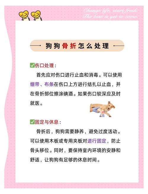 狗狗骨折怎么办_狗狗骨折了怎么恢复-第6张图片-后鲨宠物 狗狗骨折怎么办_狗狗骨折了怎么恢复-第6张图片-后鲨宠物