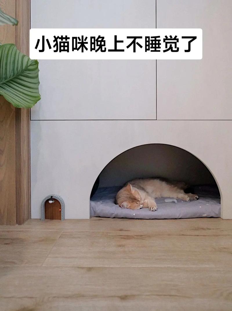 猫咪为什么不睡猫窝,猫咪为什么不睡猫窝总是睡地下-第4张图片-后鲨宠物 猫咪为什么不睡猫窝,猫咪为什么不睡猫窝总是睡地下-第4张图片-后鲨宠物