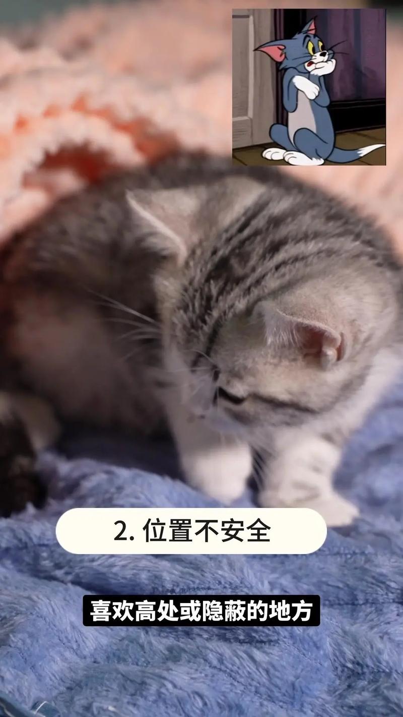 猫咪为什么不睡猫窝,猫咪为什么不睡猫窝总是睡地下-第5张图片-后鲨宠物 猫咪为什么不睡猫窝,猫咪为什么不睡猫窝总是睡地下-第5张图片-后鲨宠物