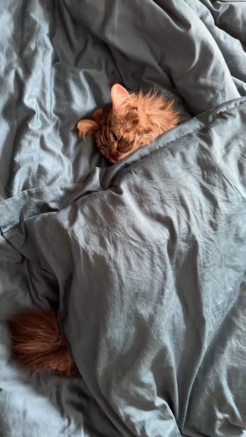 猫咪为什么不睡猫窝,猫咪为什么不睡猫窝总是睡地下-第6张图片-后鲨宠物 猫咪为什么不睡猫窝,猫咪为什么不睡猫窝总是睡地下-第6张图片-后鲨宠物