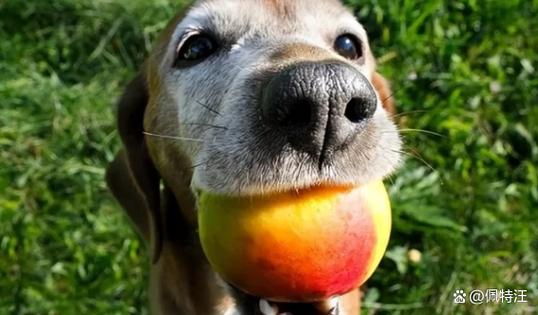 狗狗吃桃子可以吗_狗能吃 桃子吗-第5张图片-后鲨宠物 狗狗吃桃子可以吗_狗能吃 桃子吗-第5张图片-后鲨宠物