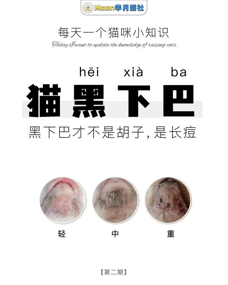 猫咪黑下巴严重,猫咪黑下巴严重怎么治?-第2张图片-后鲨宠物 猫咪黑下巴严重,猫咪黑下巴严重怎么治?-第2张图片-后鲨宠物