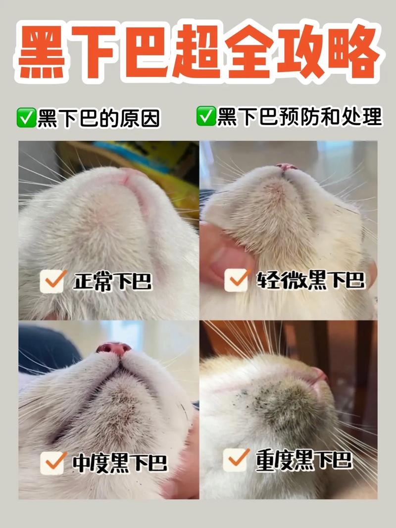 猫咪黑下巴严重,猫咪黑下巴严重怎么治?-第3张图片-后鲨宠物 猫咪黑下巴严重,猫咪黑下巴严重怎么治?-第3张图片-后鲨宠物