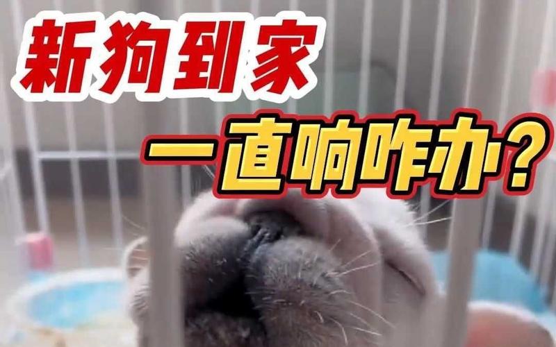 狗狗到家一直叫怎么办,狗狗到家一直叫怎么办不吃粮?-第3张图片-后鲨宠物 狗狗到家一直叫怎么办,狗狗到家一直叫怎么办不吃粮?-第3张图片-后鲨宠物