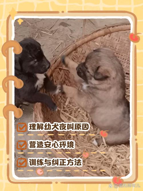 狗狗到家一直叫怎么办,狗狗到家一直叫怎么办不吃粮?-第6张图片-后鲨宠物 狗狗到家一直叫怎么办,狗狗到家一直叫怎么办不吃粮?-第6张图片-后鲨宠物