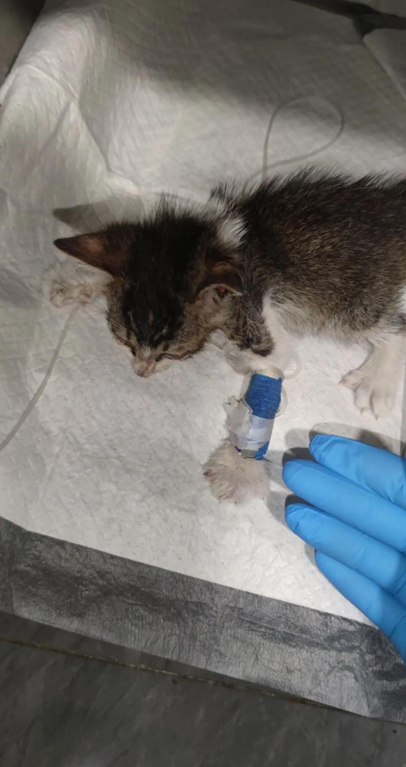 小奶猫猫瘟症状_小奶猫得猫瘟治愈几率有多少-第1张图片-后鲨宠物 小奶猫猫瘟症状_小奶猫得猫瘟治愈几率有多少-第1张图片-后鲨宠物