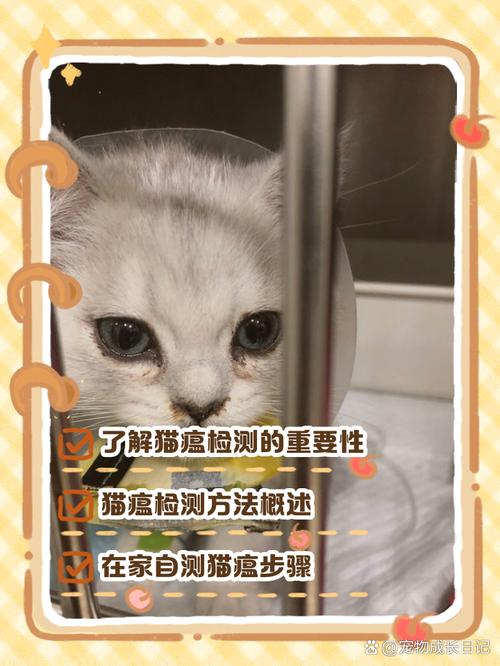 小奶猫猫瘟症状_小奶猫得猫瘟治愈几率有多少-第2张图片-后鲨宠物 小奶猫猫瘟症状_小奶猫得猫瘟治愈几率有多少-第2张图片-后鲨宠物