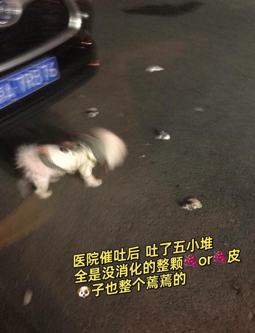 狗狗能吃葡萄皮吗_狗狗能吃葡萄皮吗 泰迪-第2张图片-后鲨宠物 狗狗能吃葡萄皮吗_狗狗能吃葡萄皮吗 泰迪-第2张图片-后鲨宠物